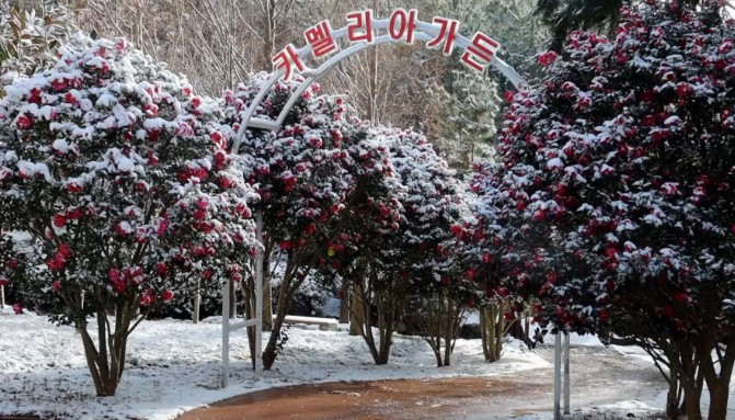 신안천사정원-카멜리아가든