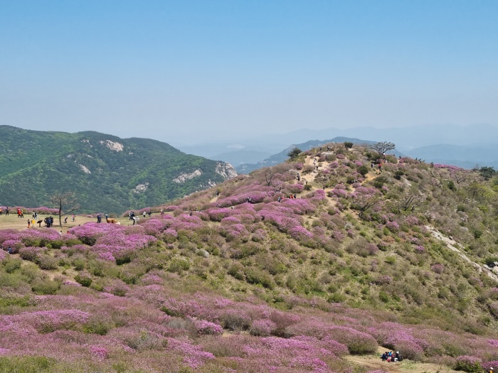 황매산-철쭉