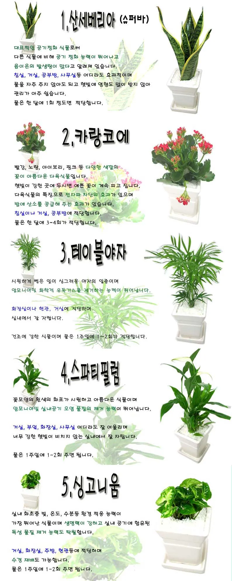 화초 종류 ABC 실내에서 기르기 좋은 아름다운 화초 10선 가이드_1