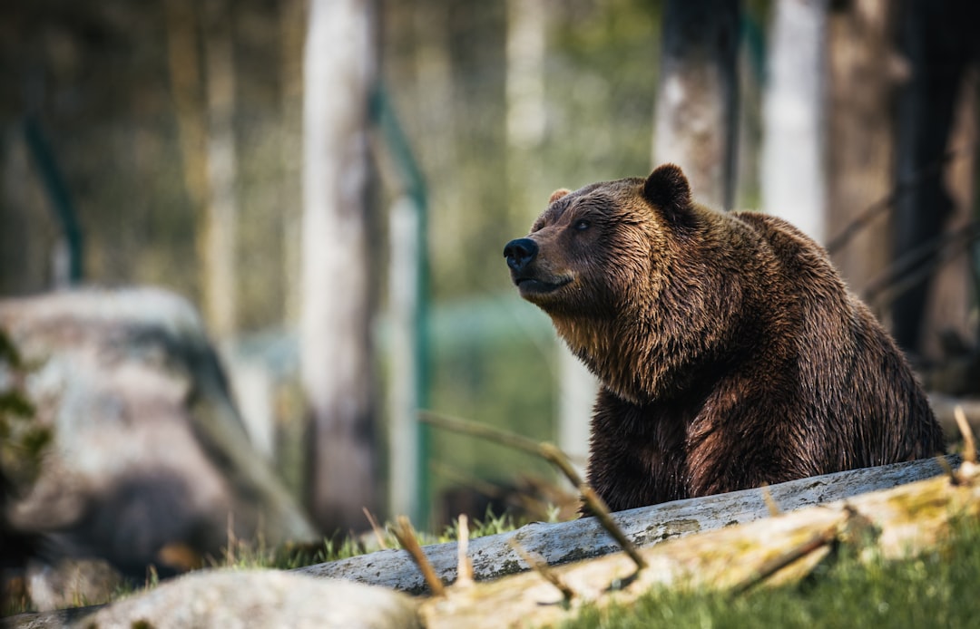 Wildlife