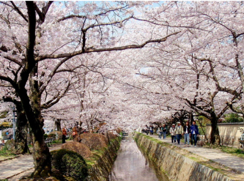 교토 철학의 길 벚꽃 사진