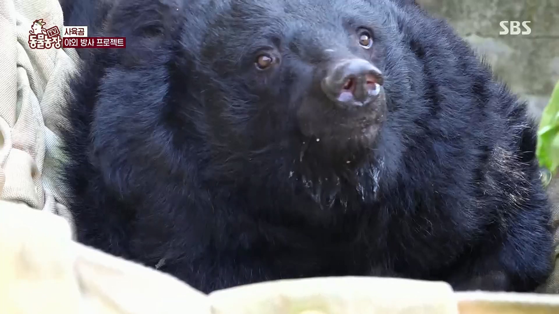 TV 동물농장.E1096.221120p.H264-F1RST.mp4_20221120_193719.663.jpg