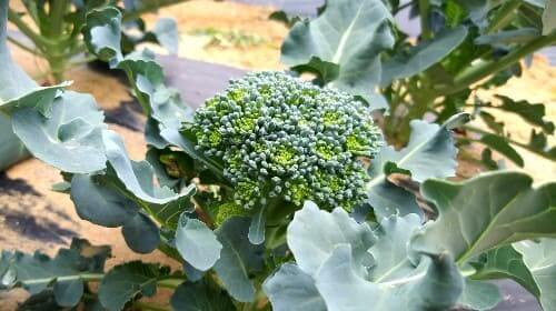 브로콜리-녹색꽃양배추-재배관리-꽃봉오리-형태-수확시기-수확방법