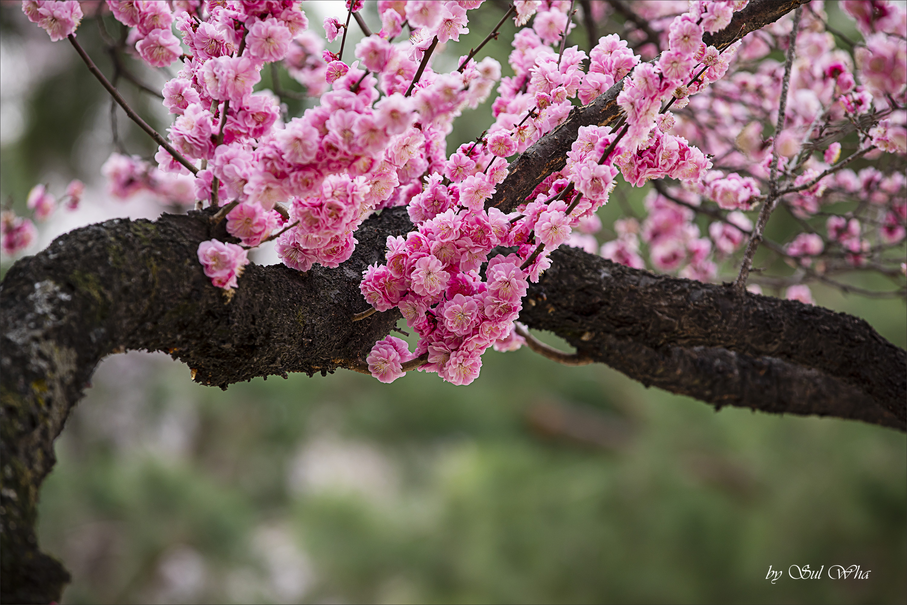 (창덕궁 만첩홍매화) ​​2023년 3월 28일 See More 6