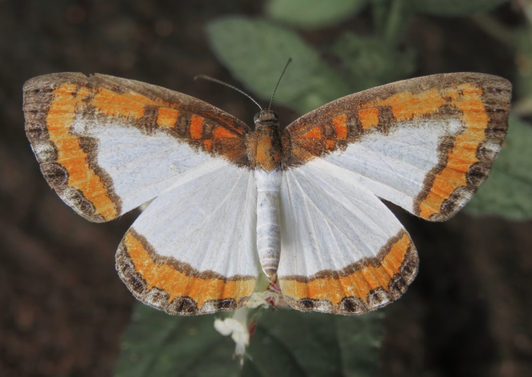 Moths