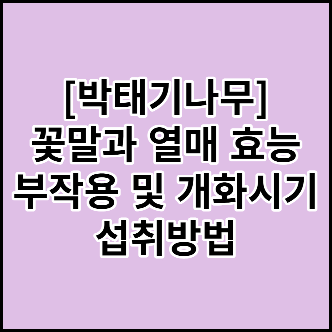 [박태기나무]꽃말,열매 효능,부작용,개화시기,먹는방법,키우는방법