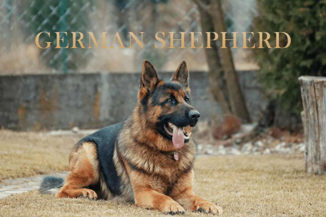 German Shepherd