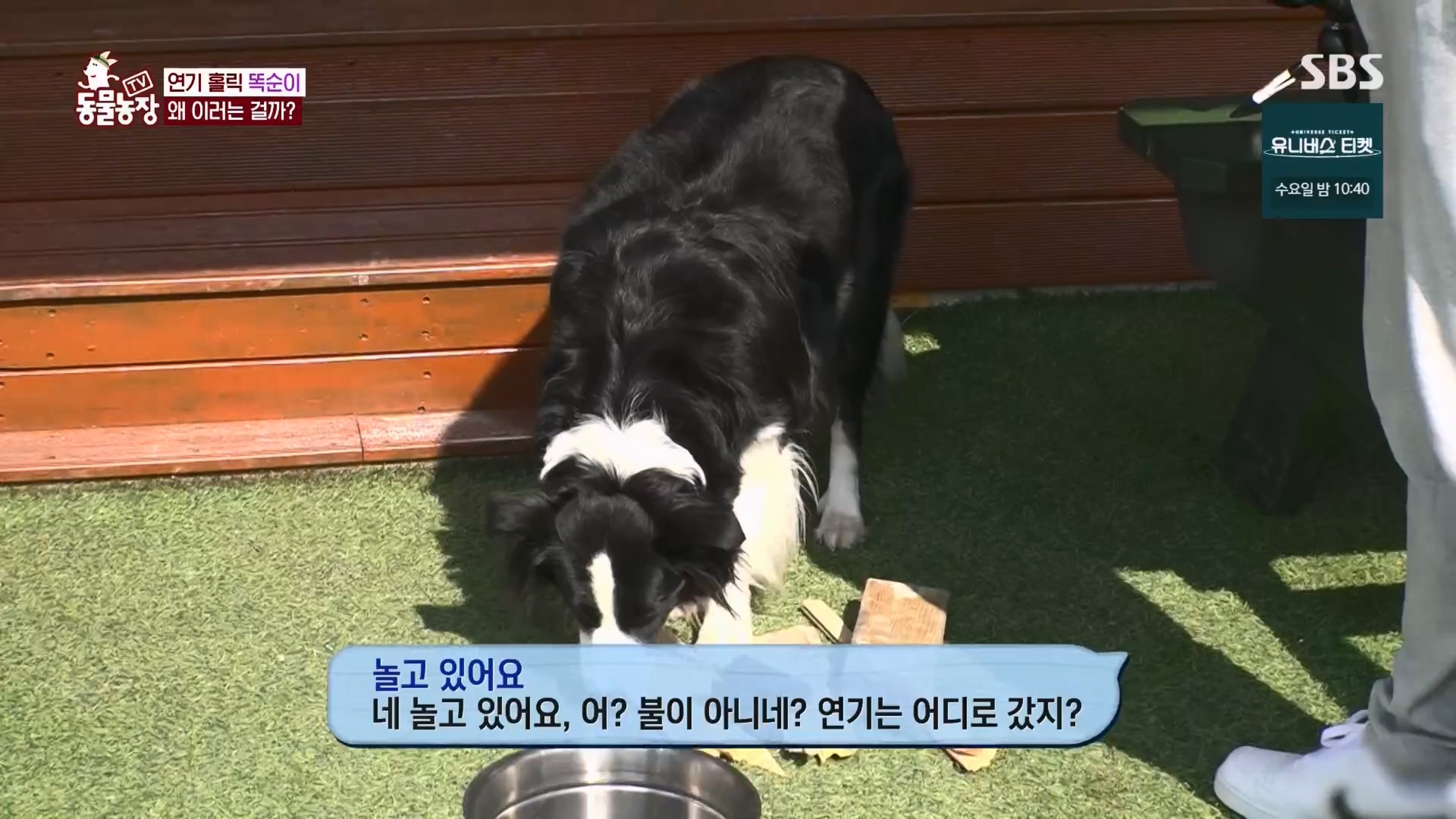 TV 동물농장.E1148.231203p.H264-F1RST.mp4_20231203_165829.616.jpg