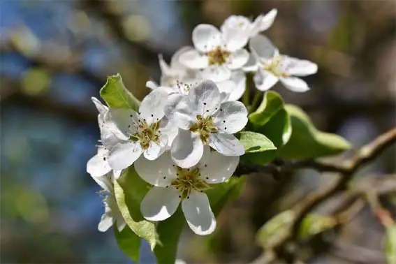흰색-사과꽃