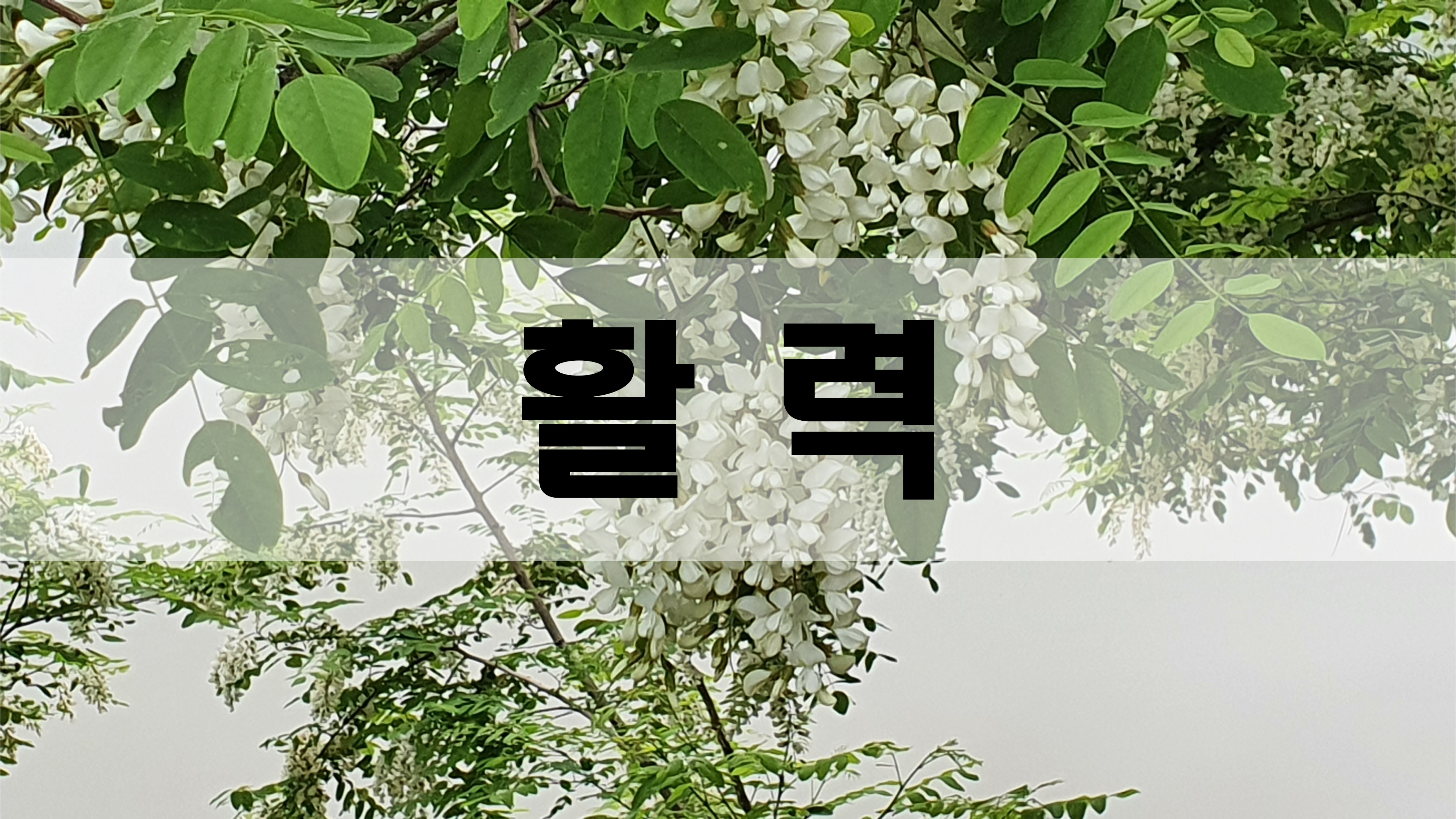  활력 [성장 명언]