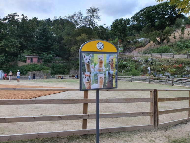  사람이 너무 많았던 홍천 알파카월드 - 내돈내산 후기