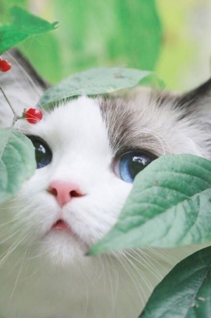 파란눈-고양이-꽃