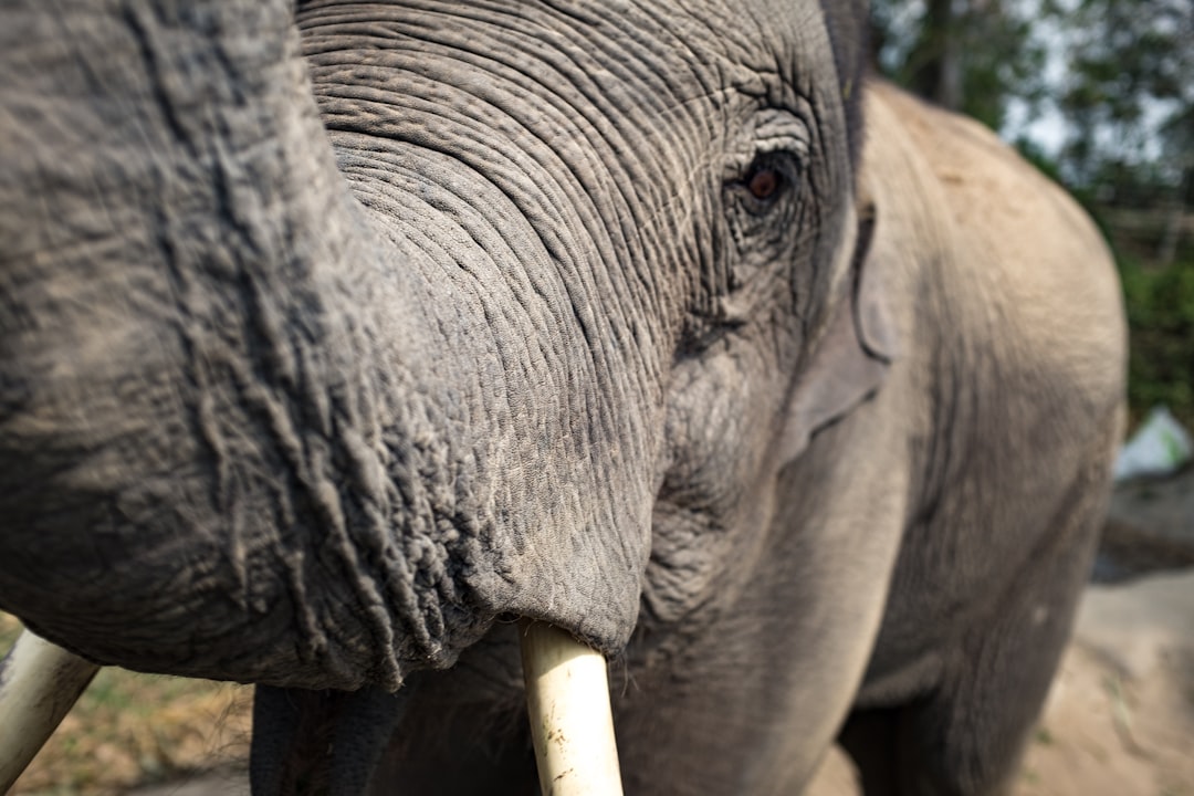 Elephant