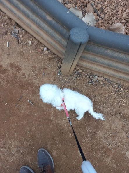  콩순이 산책