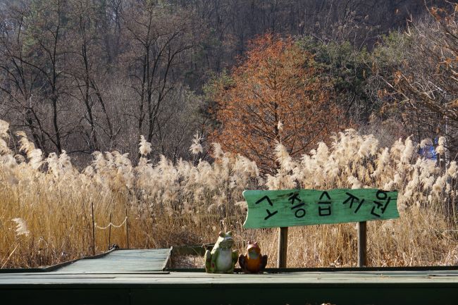 습지원 안내판&#44; 연두 바탕에 검은 글씨&#44; 뒤로는 햇빛 머금은 억새밭&#44; 뒤로는 울창한 숲&#44;