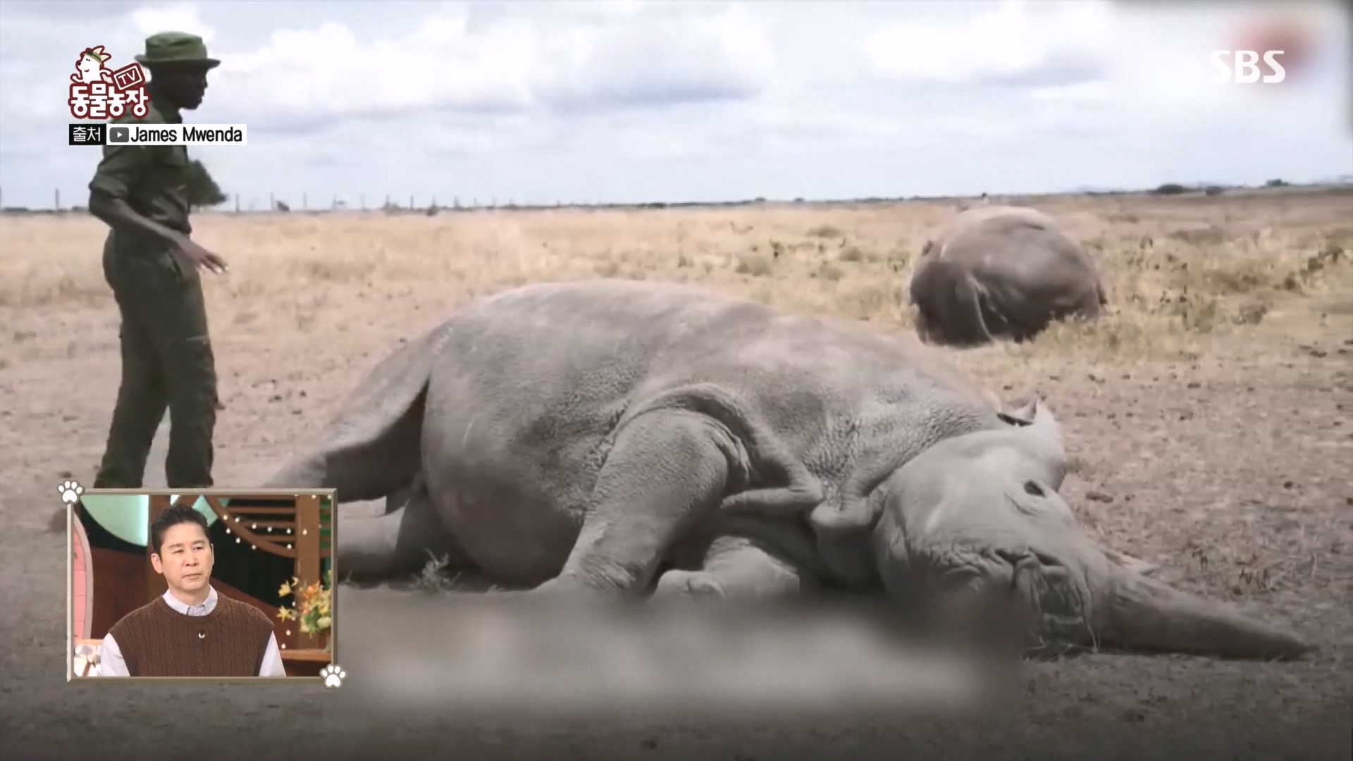 TV 동물농장.E1160.240225p.H264-F1RST.mp4_20240225_162650.108.jpg