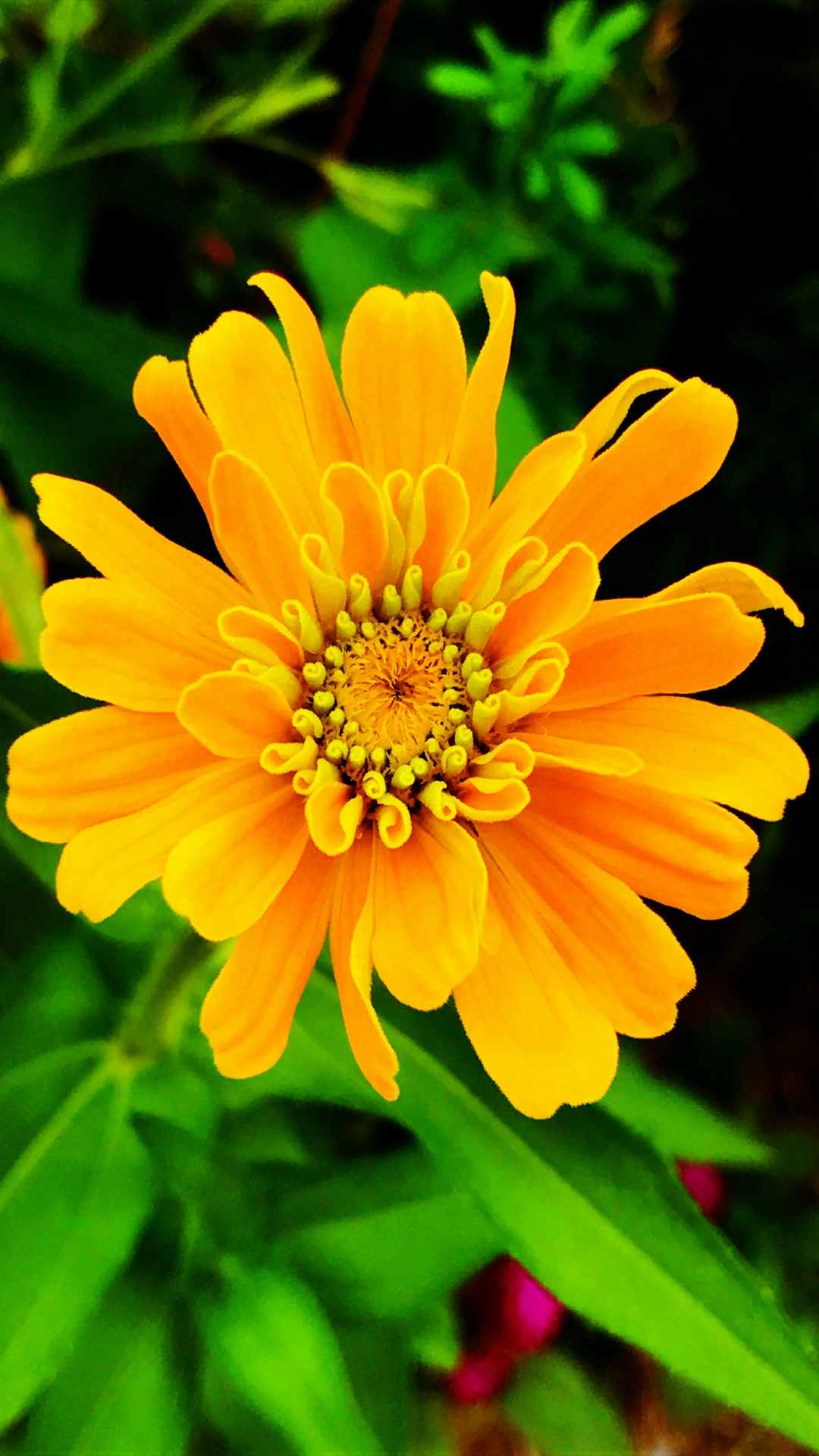 Zinnia Flower iPhone Wallpaper