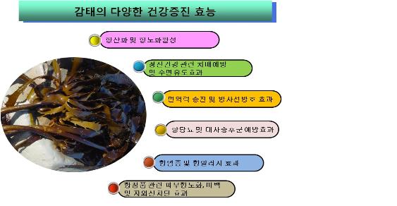 감태의 다양한 건강증진 효능
