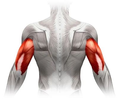 위팔 세갈래근(Triceps brachii)