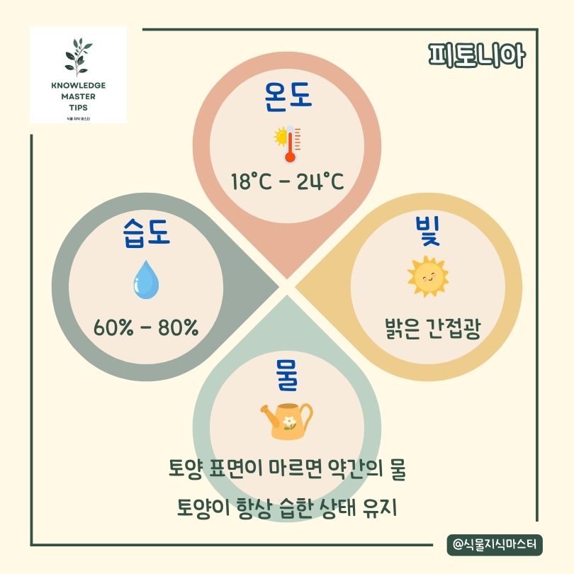 피토니아 키우기 기본 관리 방법