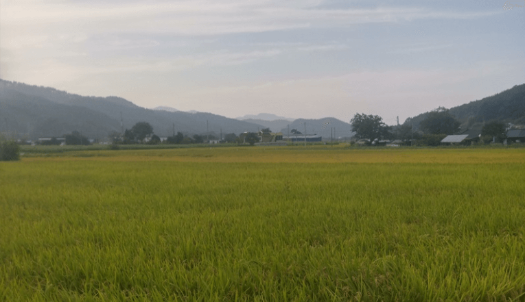 [코리아둘레길 해파랑길 31코스] 삼척 궁촌에서 덕산해변까지 걷는 힐링 여행 코스