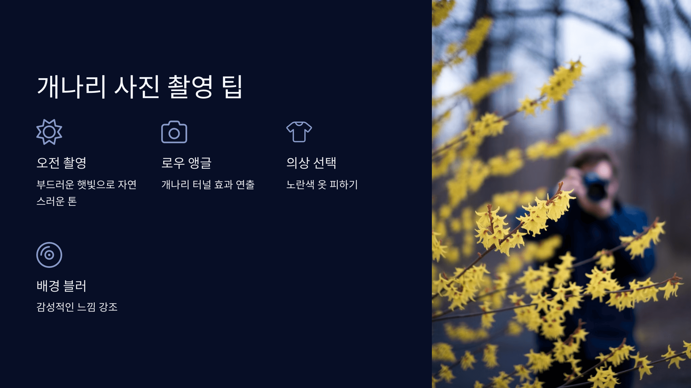 개나리 인생샷 명소와 촬영 팁