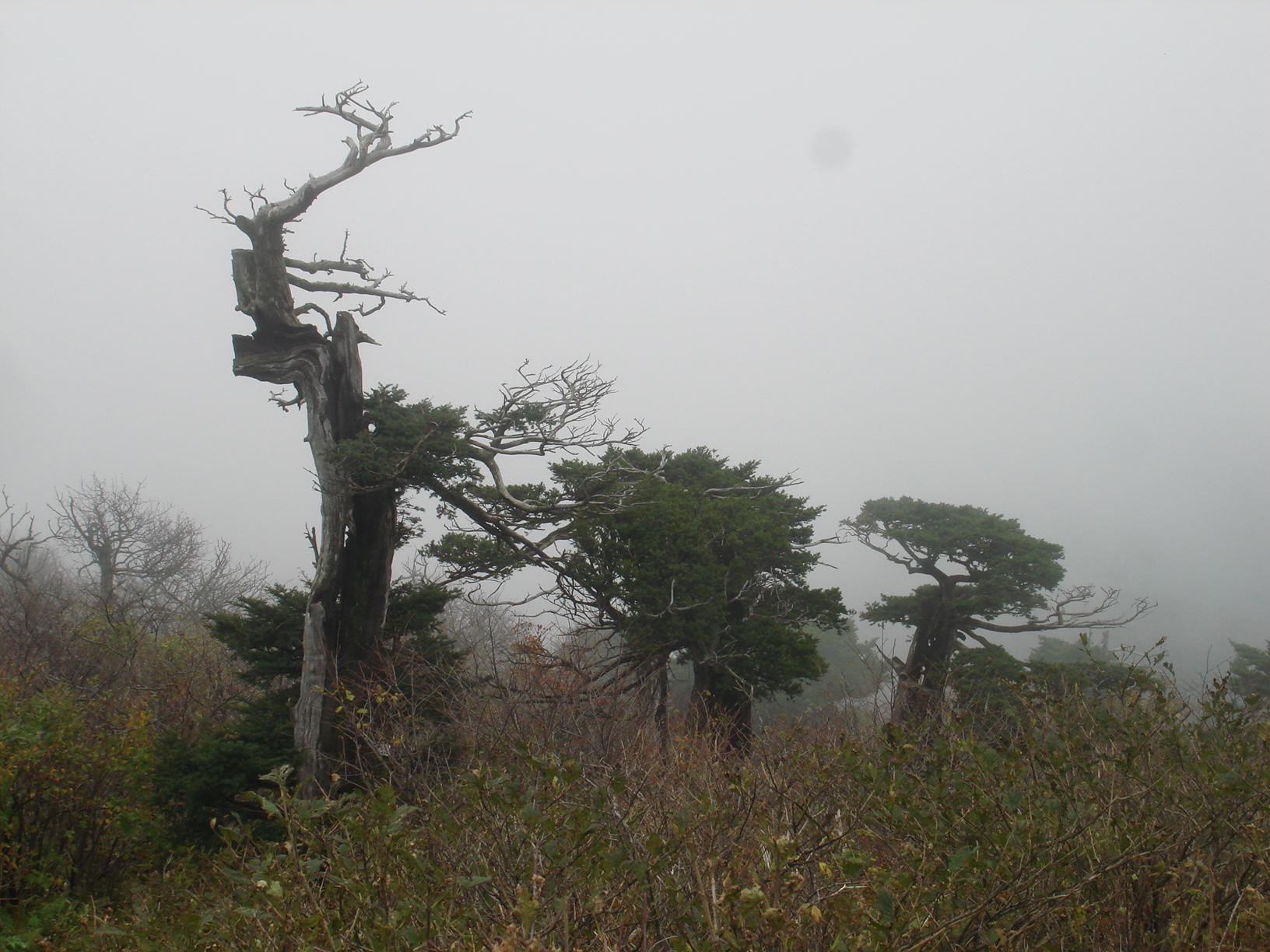 태백산 주목나무 군락