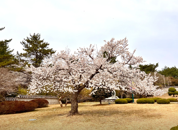 영암 왕인문화축제1