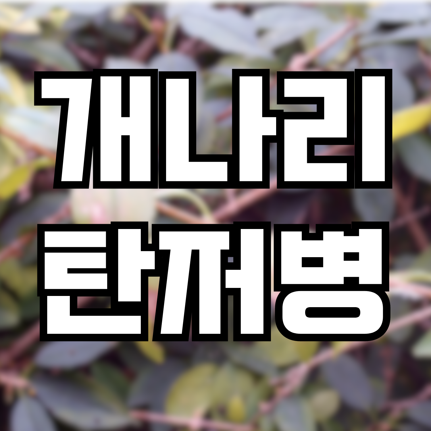  개나리 탄저병