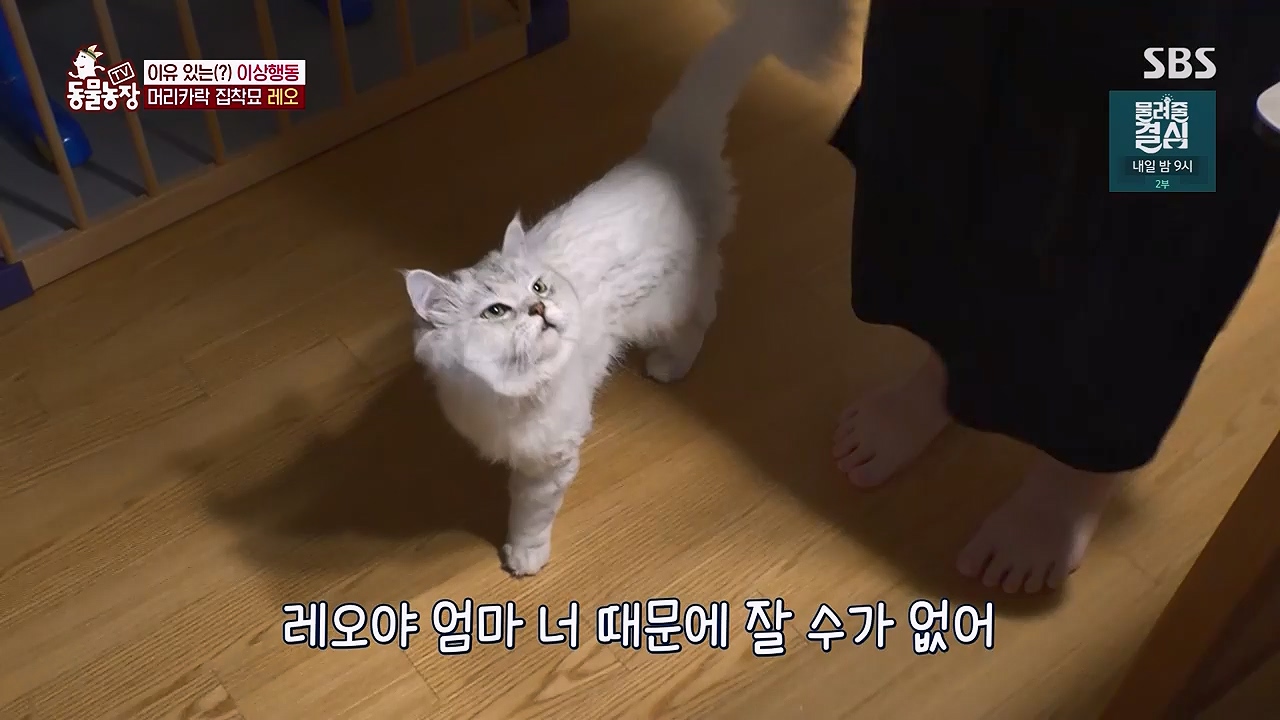 TV 동물농장 1189화 다시보기.ts_20240922_161941.293.jpg