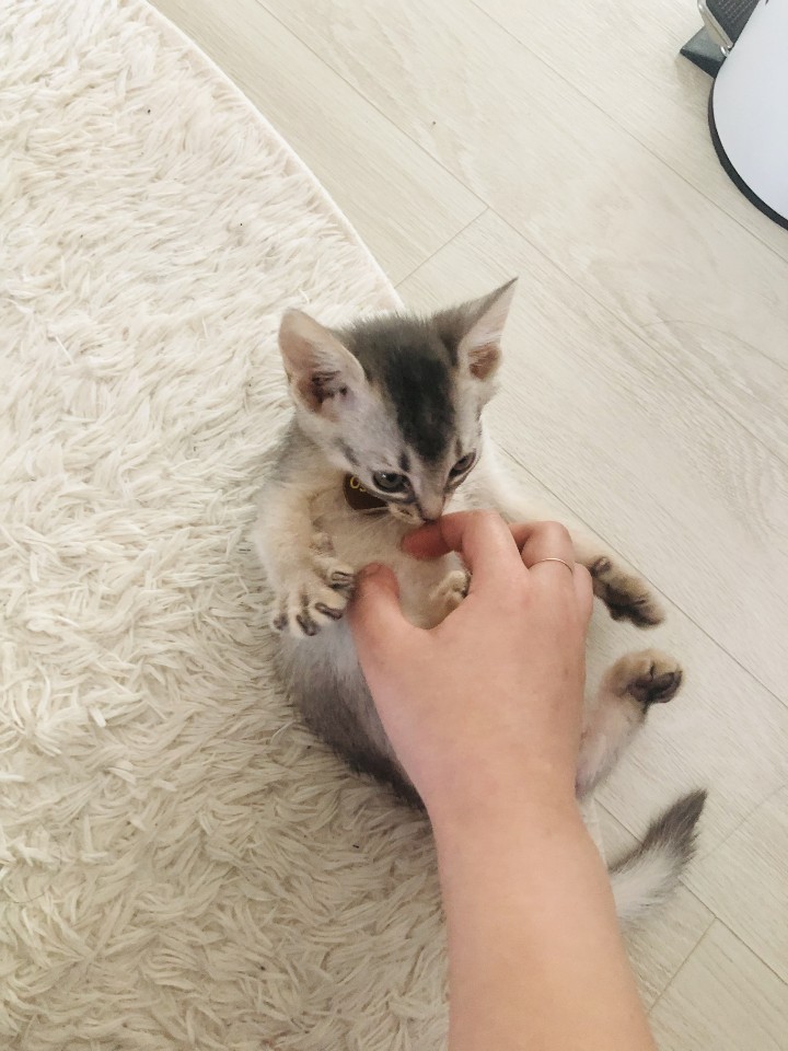  [Intro] Introducing the beautiful cat Abyssinian blue 'Osoon'