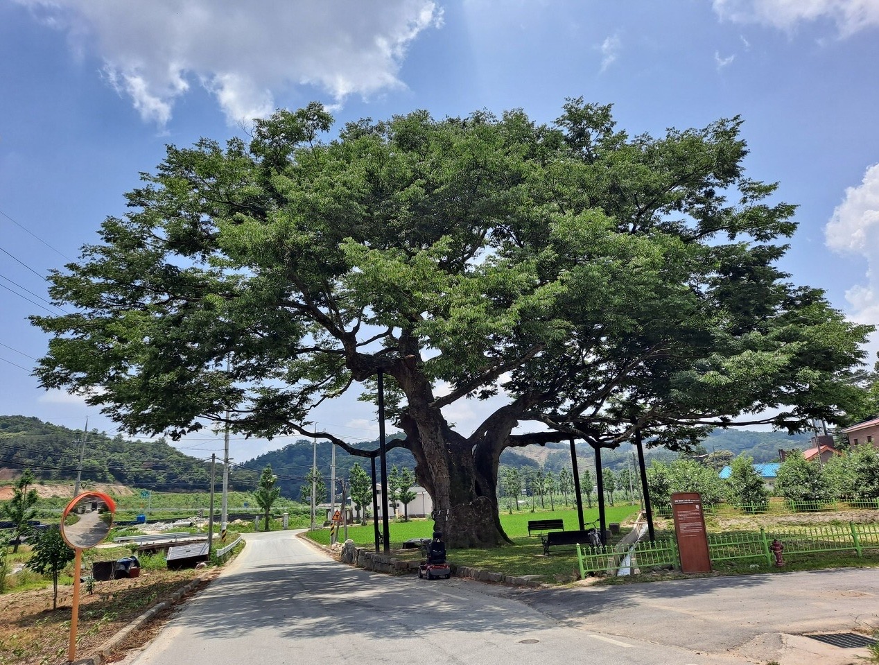  영풍 태장리 느티나무&먹거리