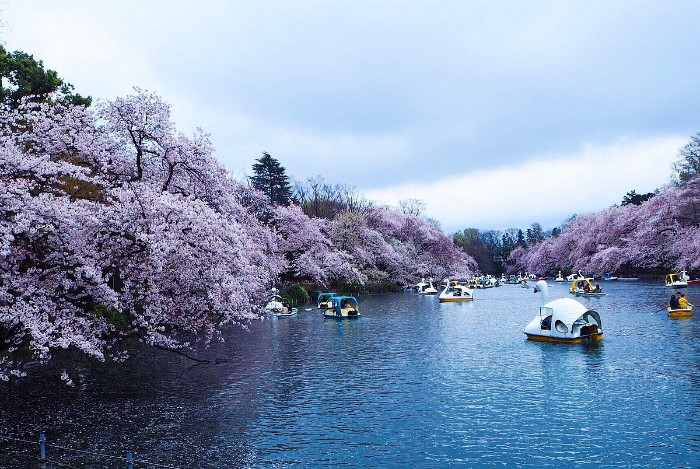 이노카시라 공원 Inokashira Park