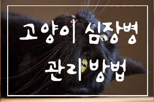  고양이 심장병 2편:고양이 심장병 HCM 비대성 심근증 관리 방법