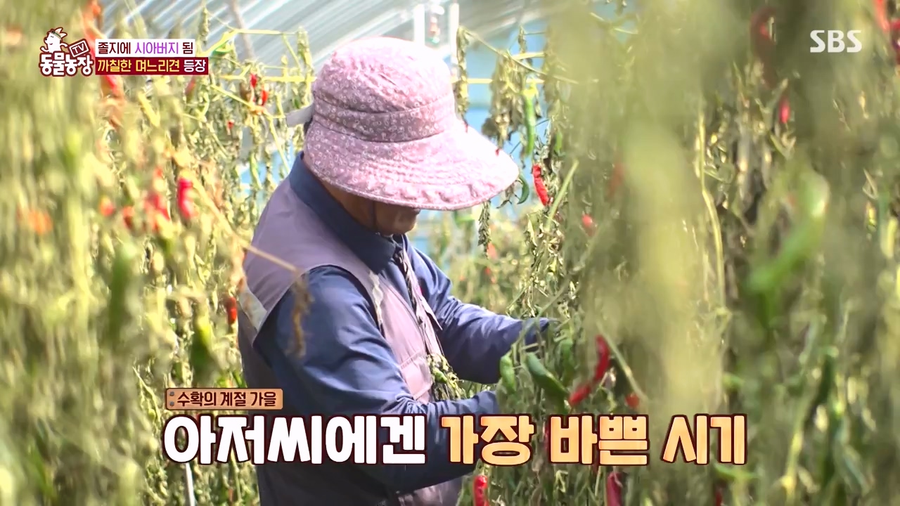 TV 동물농장.E1146.231120p-NEXT.mp4_20231119_175301.110.jpg