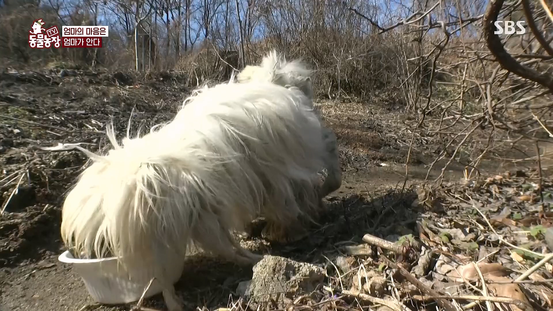 TV 동물농장.E1113.230326p.H264-F1RST.mp4_20230326_172518.166.jpg