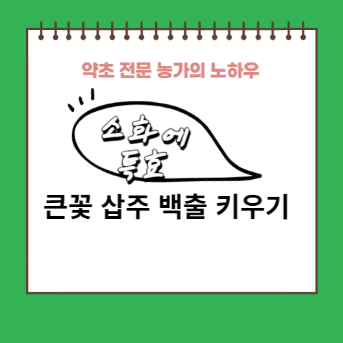 큰꽃삽주 백출 효능 모종 판매