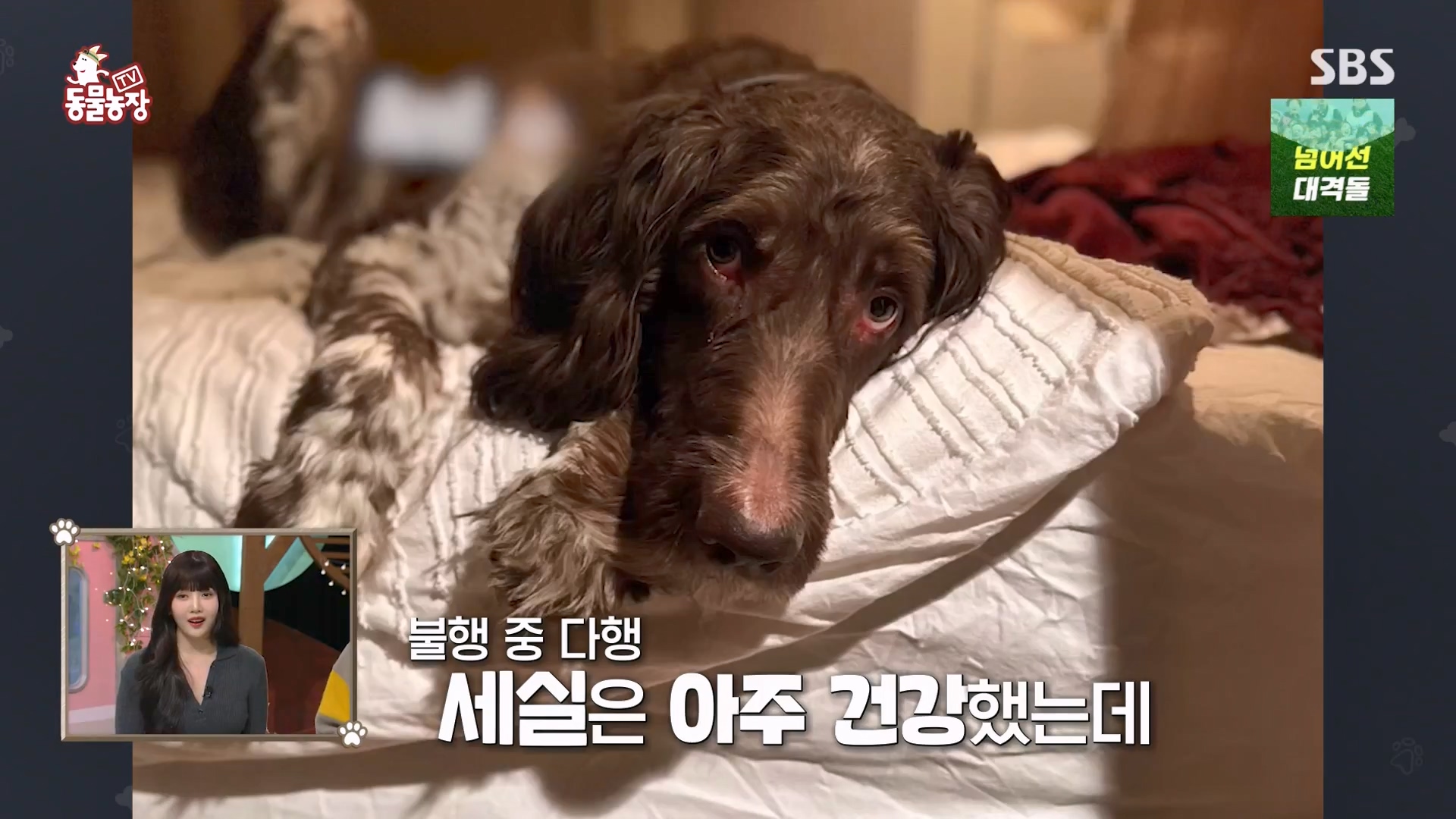 TV 동물농장.E1157.240204p-NEXT.mp4_20240204_164231.779.jpg