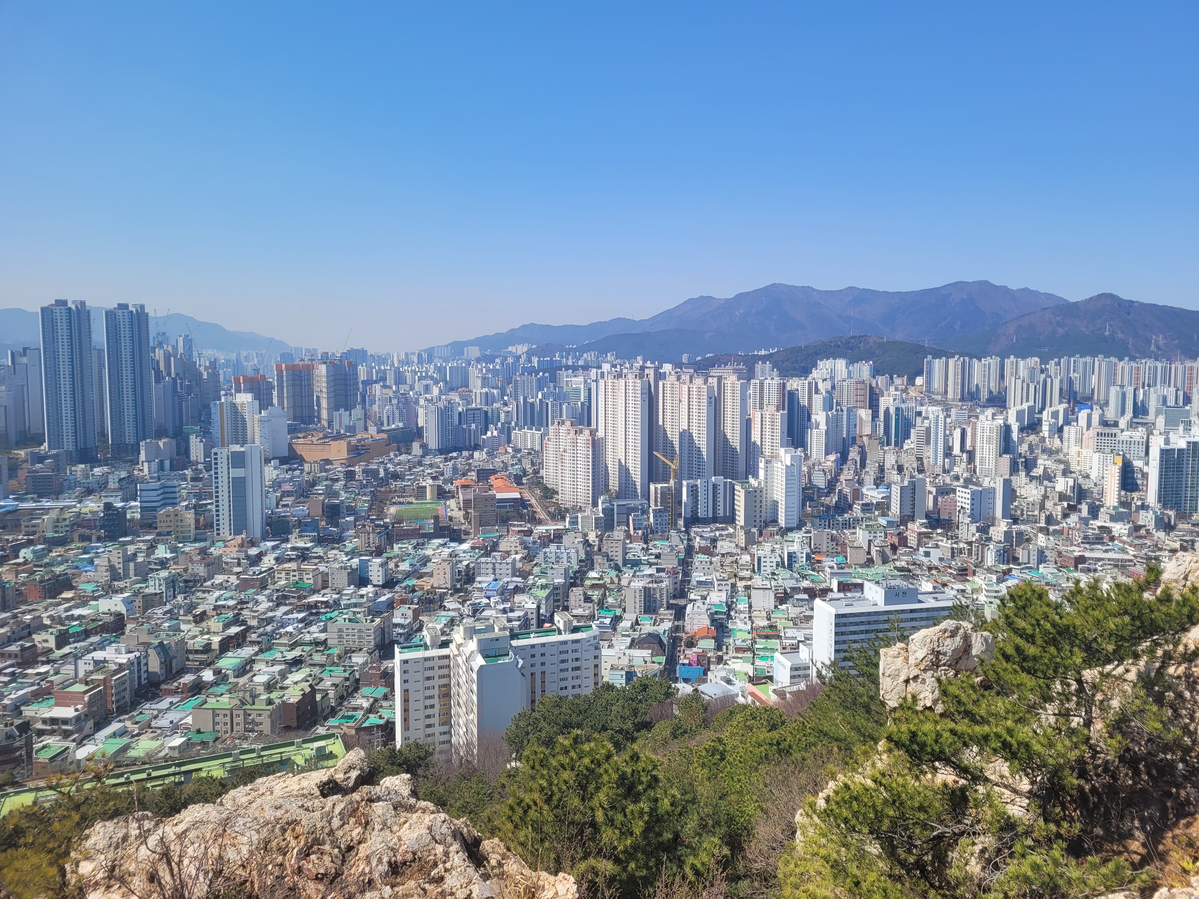 배산 진달래