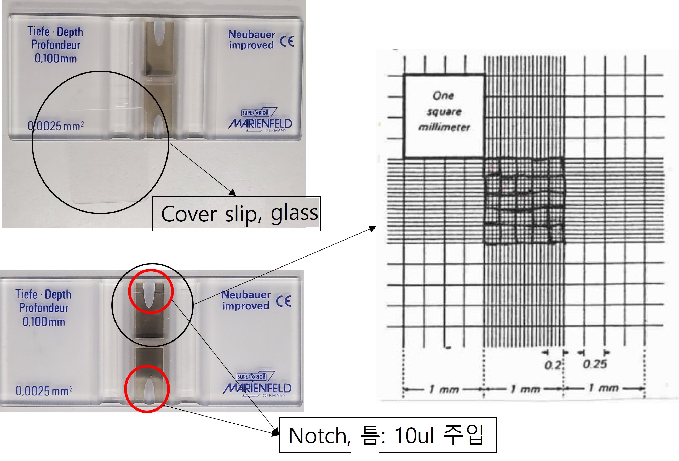 쉽게 따라할 수 있는 Hemacytometer (cell count) 를 이용한 세포수 측정법