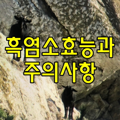  흑염소 효능과 부작용, 섭취시 주의사항등