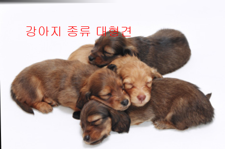 강아지 종류 대형견8