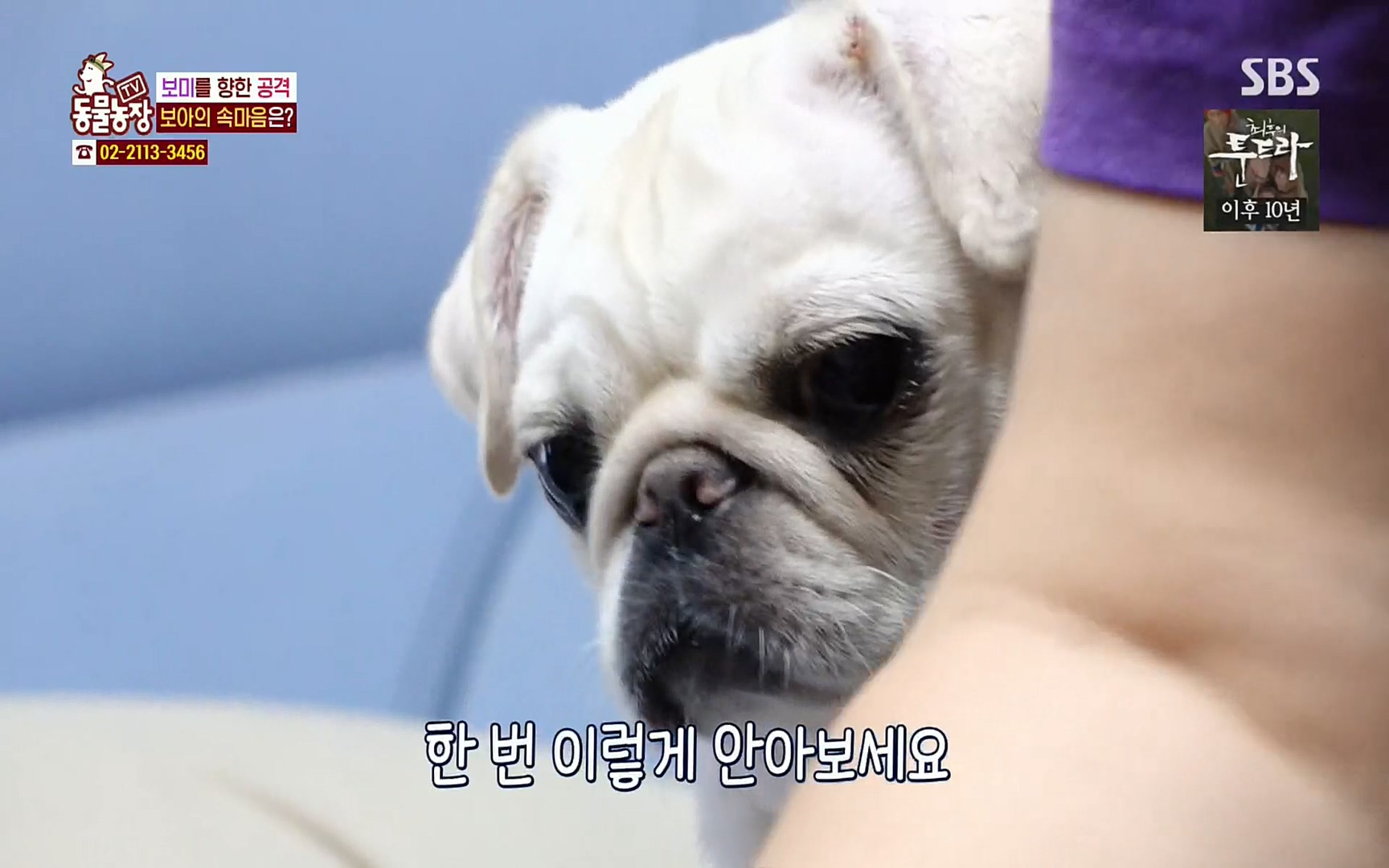 TV 동물농장.E1061.220320p.H264-F1RST.mp4_20220320_183554.621.jpg