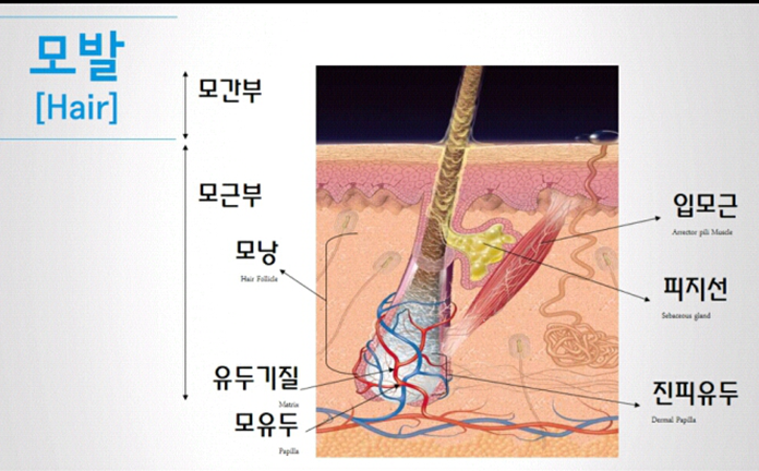  나도 혹시 탈모?