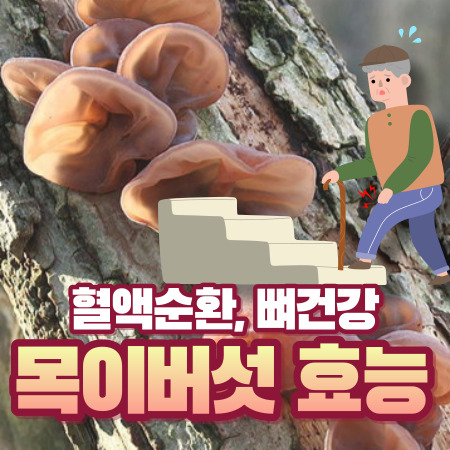 목이버섯 효능