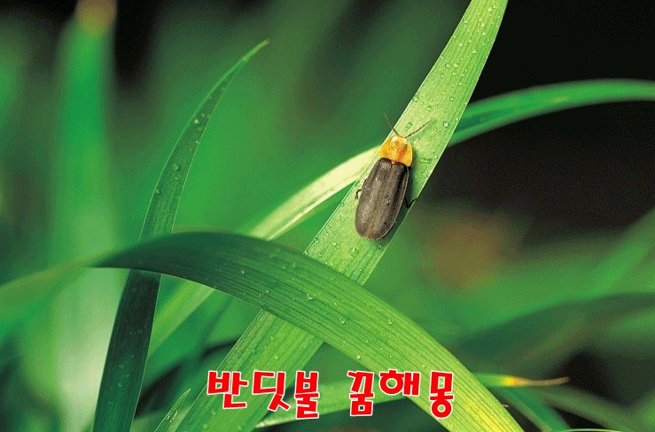  [무료꿈해몽]반딧불 ; 반딧불꿈,반딧불꿈해몽,반짝반짝 꿈,반딧불 행운,빛을 발하는 꿈,반딧불 잡은꿈 등.