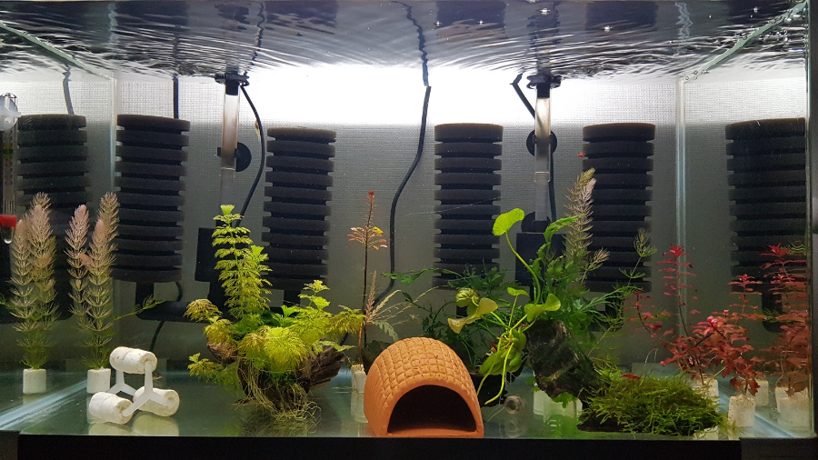 체리새우 포란 일지(15일차) 체리새우 포란 일지(15일차)