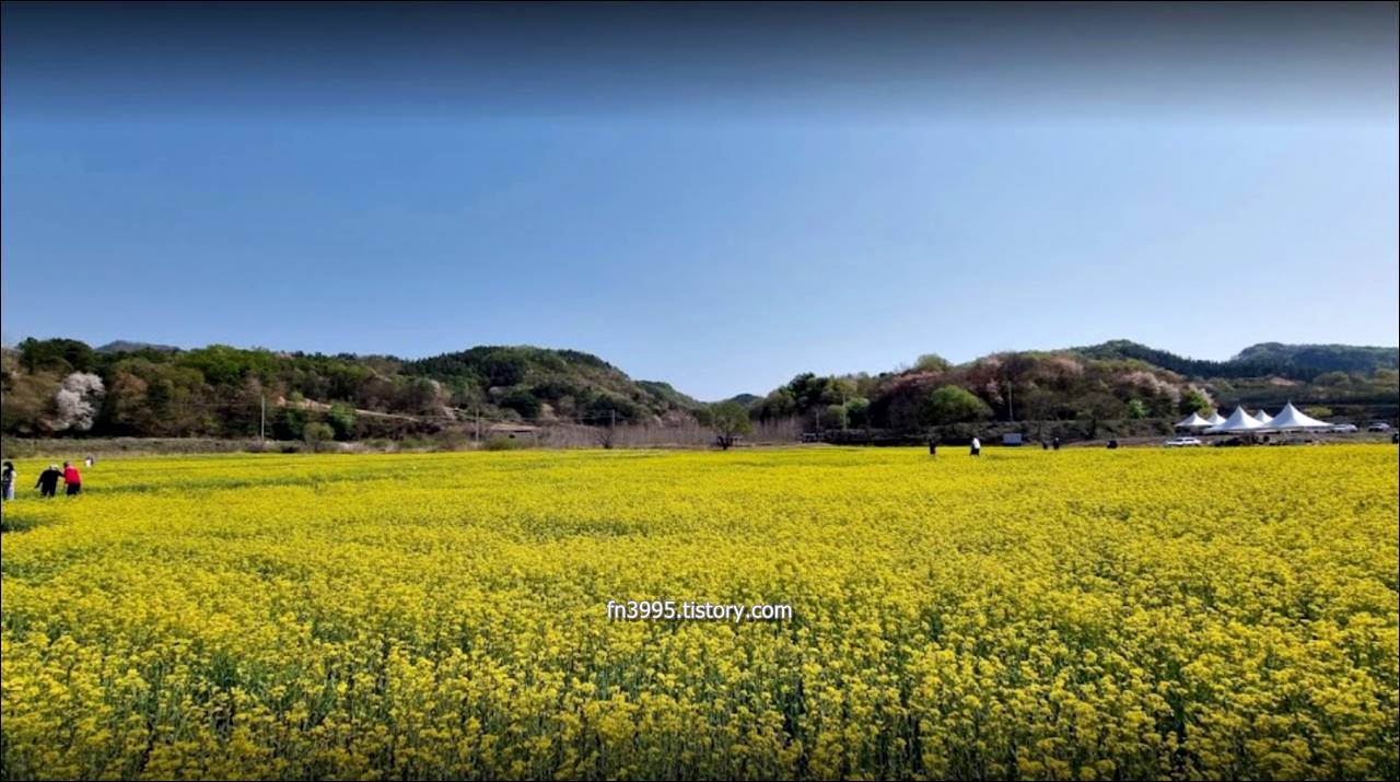 유채꽃축제