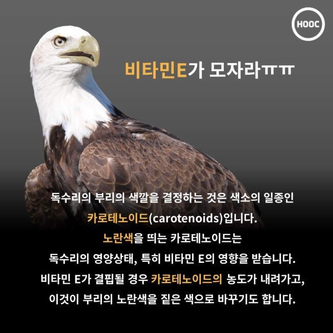 비타민E가 모자라ㅠㅠㅠ
HOOC
독수리의 부리의 색깔을 결정하는 것은 색소의 일종인
카로테노이드(carotenoids) 입니다. 노란색을 띄는 카로테노이드는 독수리의 영양상태, 특히 비타민 E의 영향을 받습니다. 비타민 E가 결핍될 경우 카로테노이드의 농도가 내려가고, 이것이 부리의 노란색을 짙은 색으로 바꾸기도 합니다.