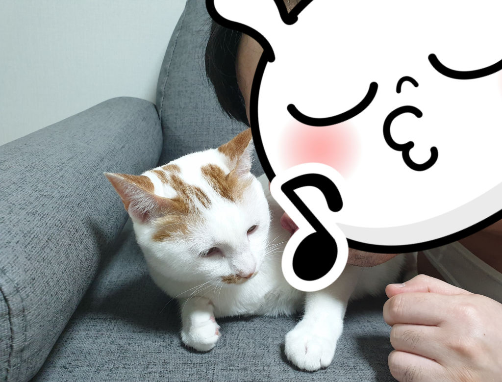 고양이가 얼굴을 물어요? 정말요? 고양이가 얼굴을 물어요? 정말요?